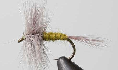 Blue Wing Olive