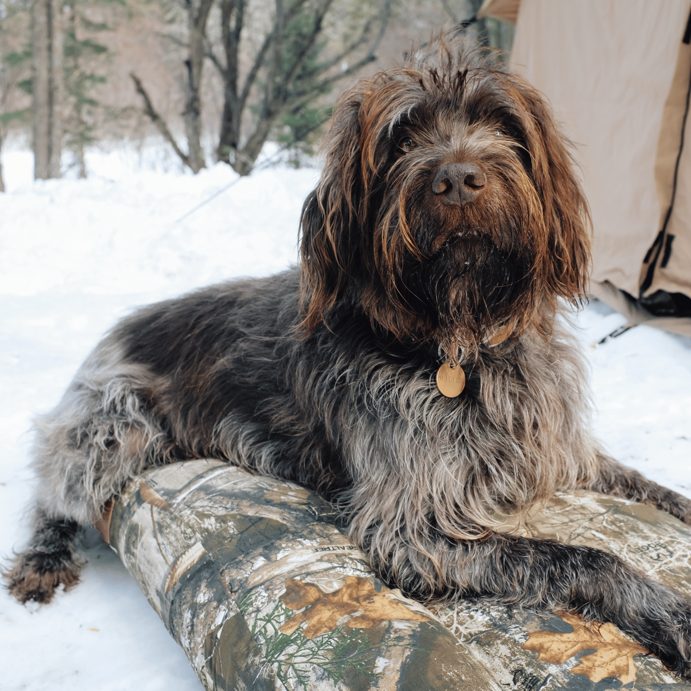 Dog Bed