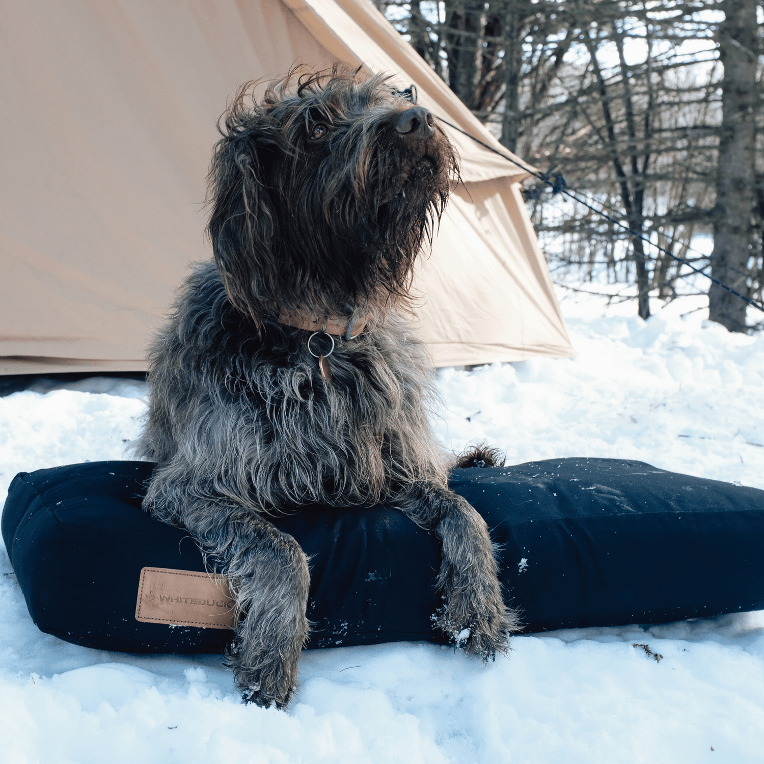 Dog Bed