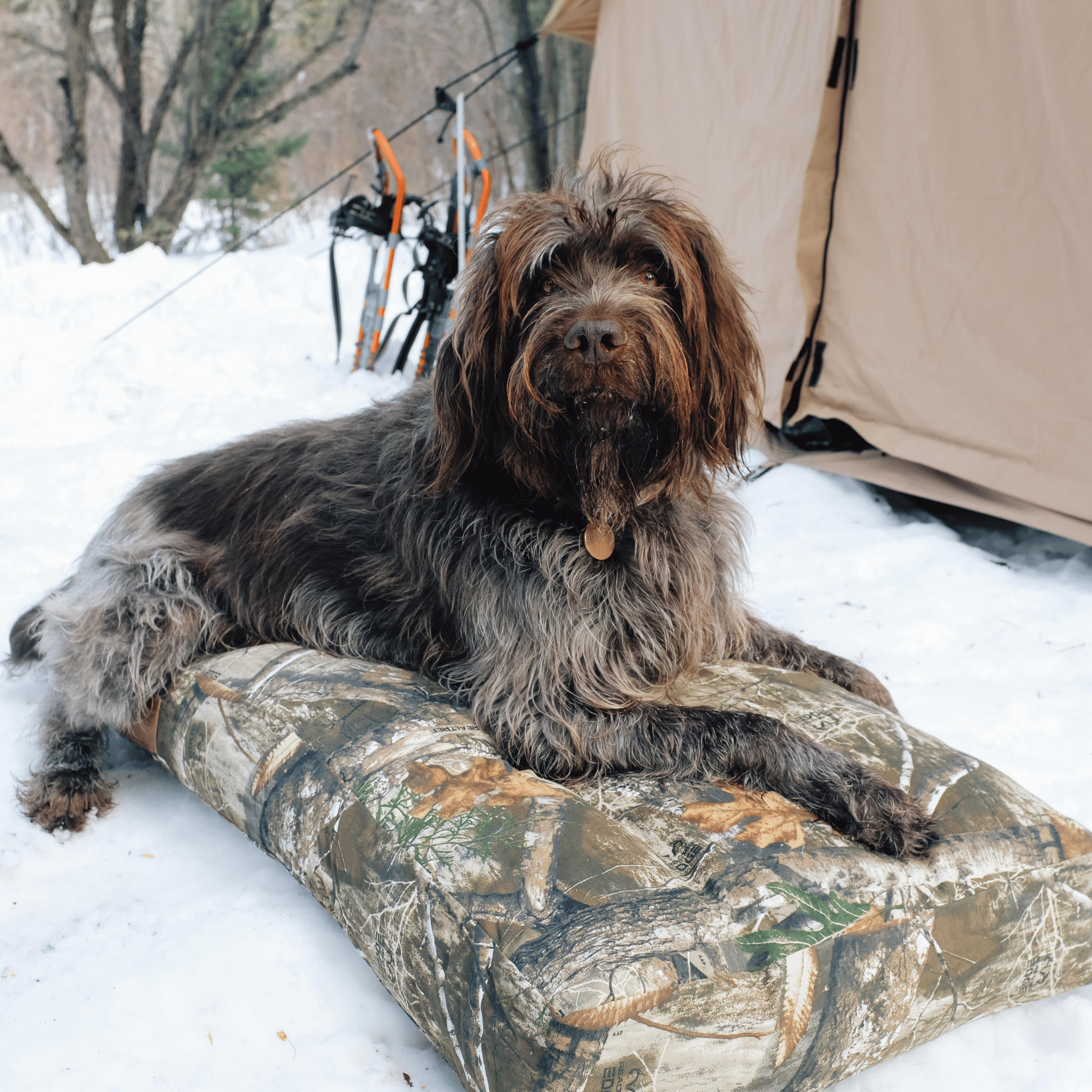 Dog Bed