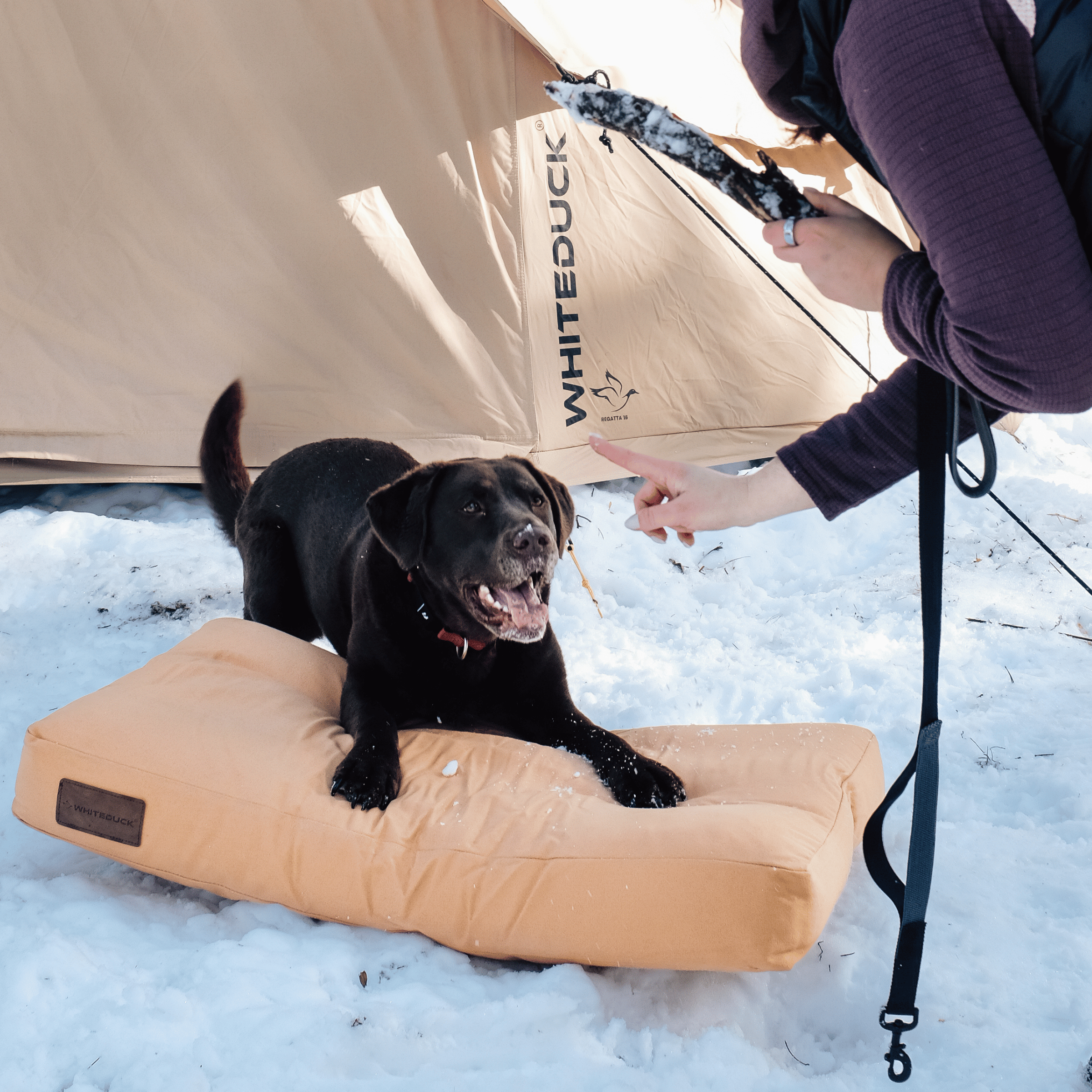 Dog Bed