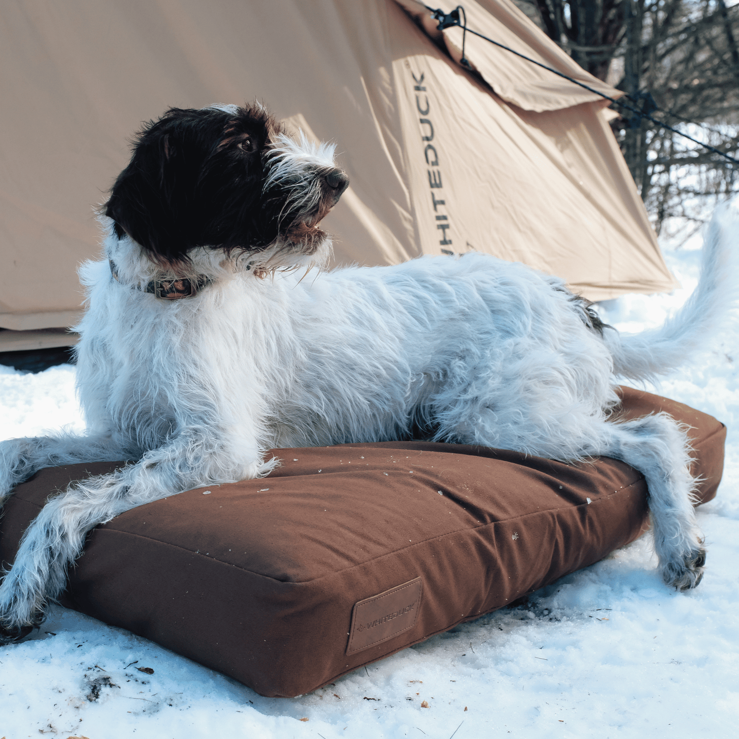 Dog Bed