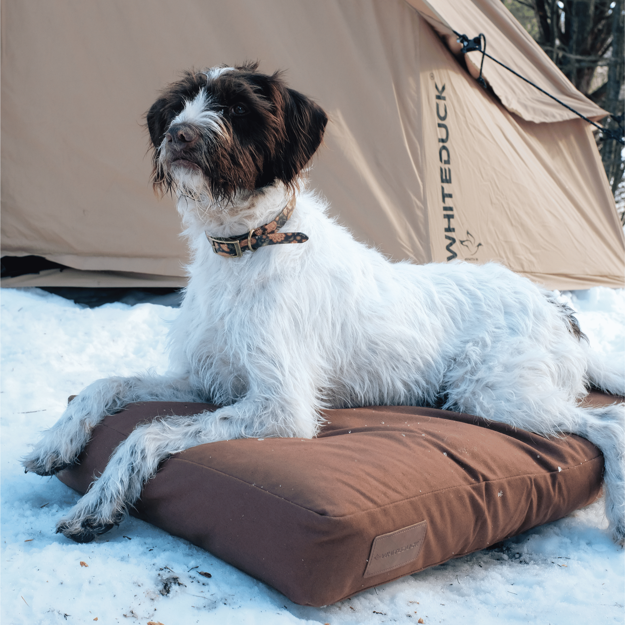 Dog Bed