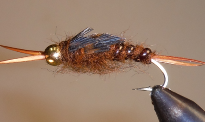 Giant Stonefly Nymphs
