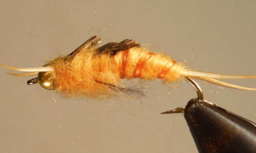 Giant Stonefly Nymphs