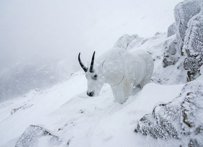 Real Wild 3D Mountain Goat Foam Archery Target